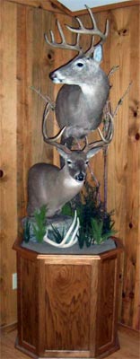 Recessed Panel Taxidermy Base
